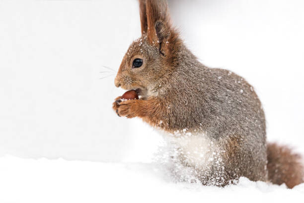 Juliste young red squirrel sitting in white