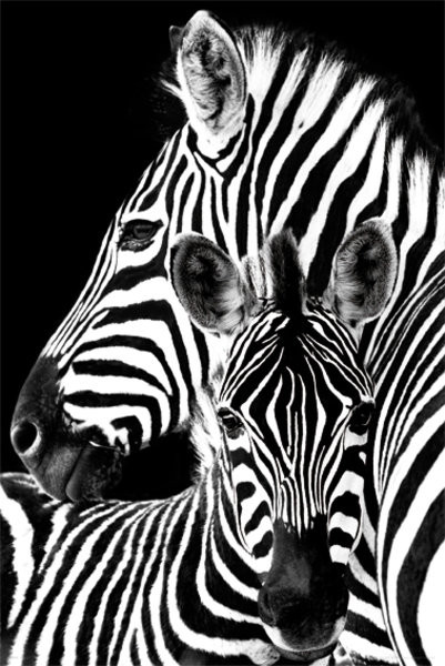 Juliste Zebra