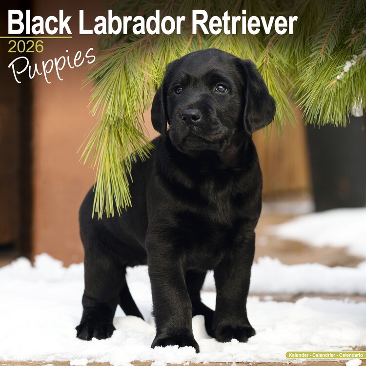 Kalendar 2026 Black Lab Retriever
