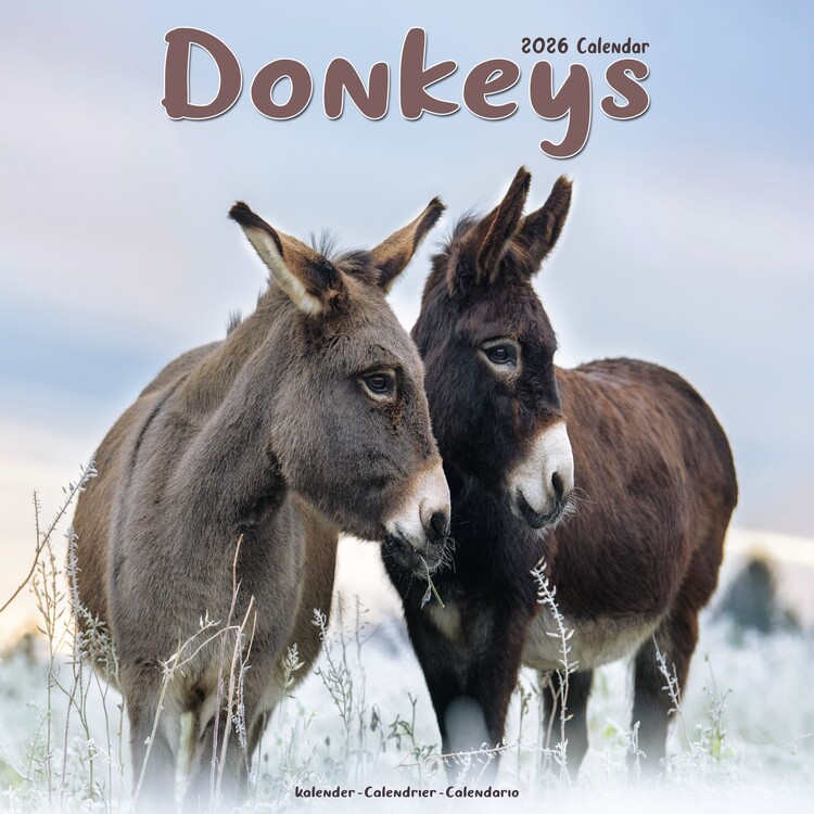 Kalendar 2026 Donkeys