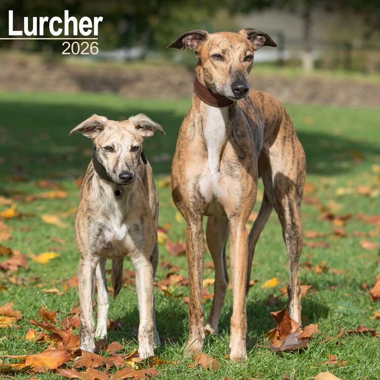 Kalendar 2026 Lurcher