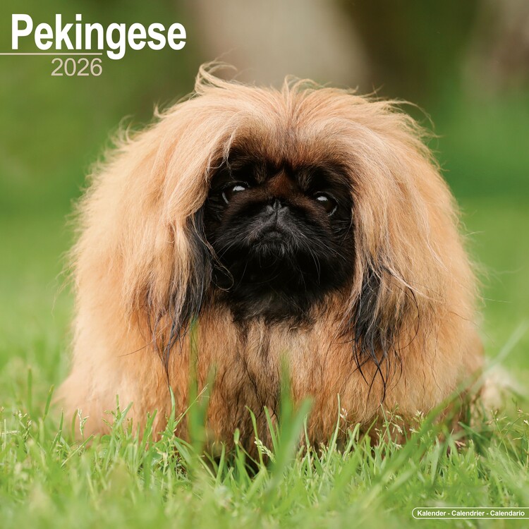 Kalendar 2026 Pekingese