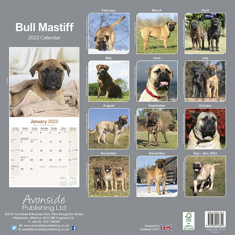 Bull Mastiff - Seinäkalenterit 2023 | Osta Europosters