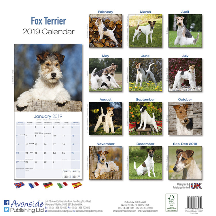 the fox terrier