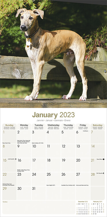 Kalenteri 2023 Greyhound
