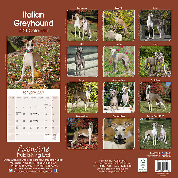 Kalenteri 2021 Italian Greyhound
