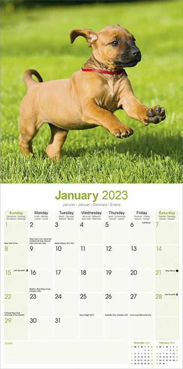 Kalenteri 2023 Rhodesian Ridgeback