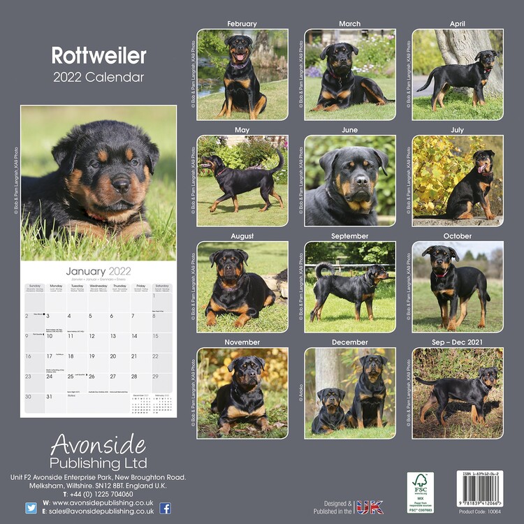 Rottweiler - Seinäkalenterit 2022 | Osta Europosters