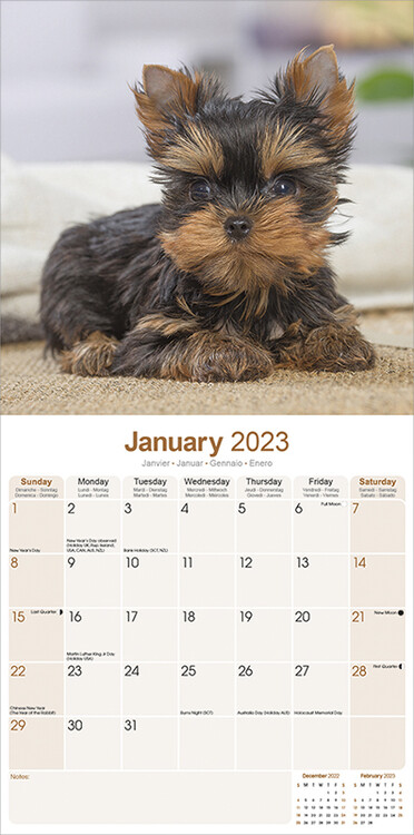 Yorkshire Terrier - Seinäkalenterit 2023 | Osta Europosters