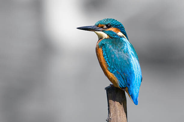 Autocolante Kingfisher  (Alcedo atthis)