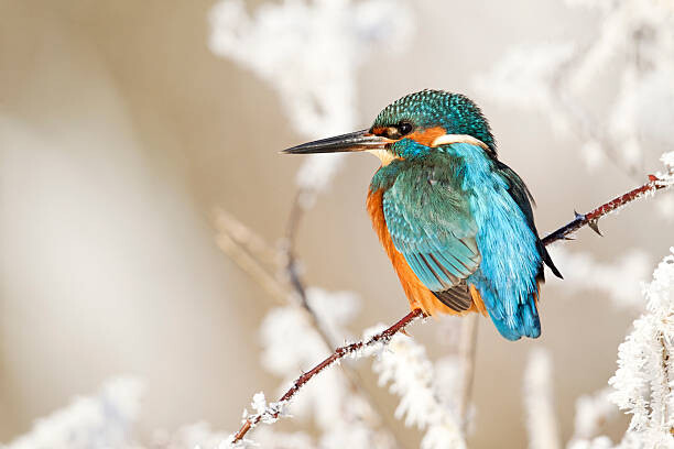 Autocolante Kingfisher, Alcedo atthis