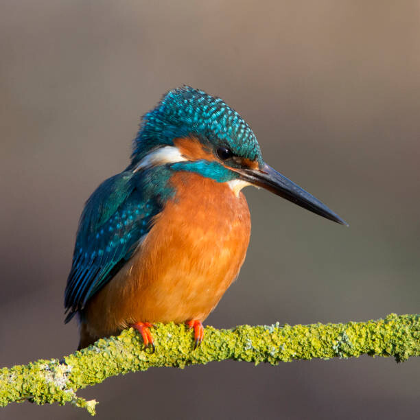 Autocolante Kingfisher close up