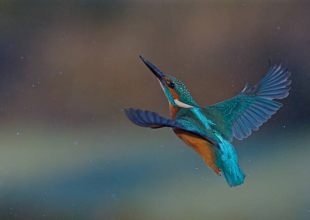 Autocolante Kingfisher