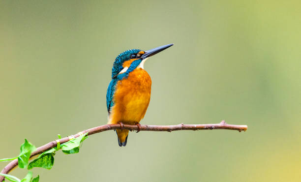Autocolante kingfisher