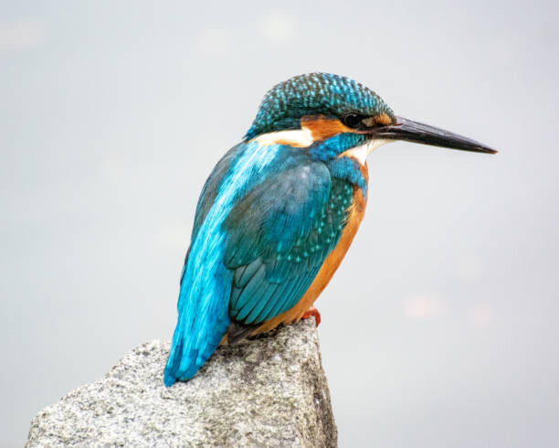 Autocolante Kingfisher, Kawasemi