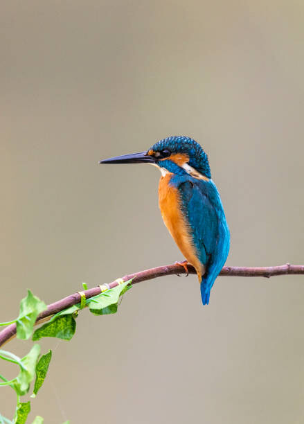 Autocolante kingfisher perching on branch
