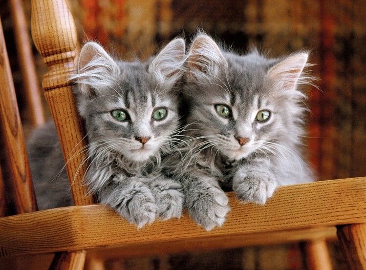 puzzle kittens