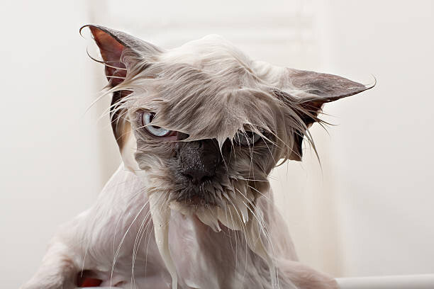 Наклейка Kitty Bath Time