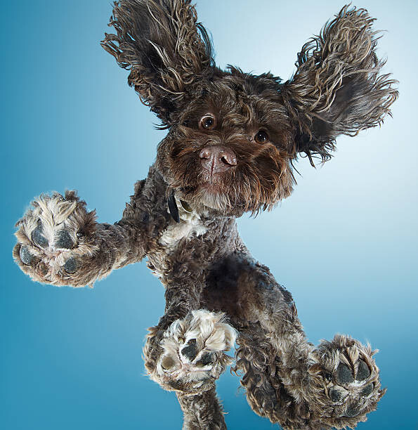 Наклейка Labradoodle dog dancing