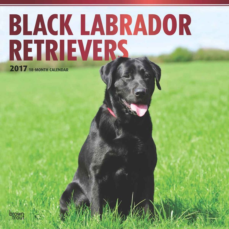 Calendar 2021 Labrador Retriever - Black