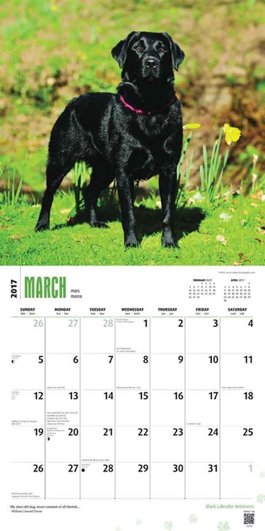 Calendar 2021 Labrador Retriever - Black