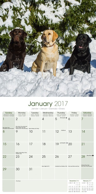 Calendar 2021 Labrador Retriever