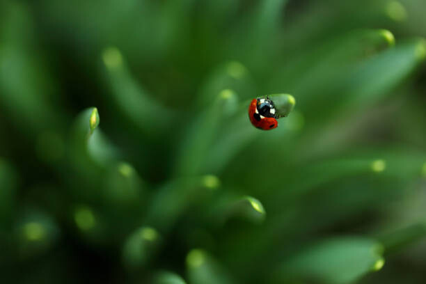 Наклейка Ladybug
