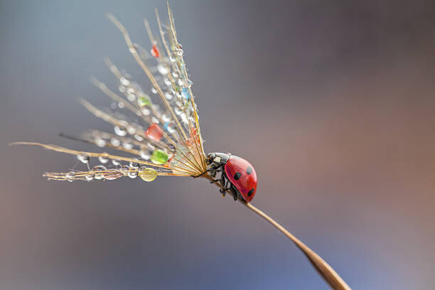 Μπλουζάκι Ladybug on dandelion