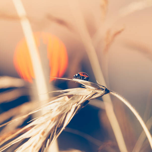 Seinätarra Ladybug sitting on wheat during sunset