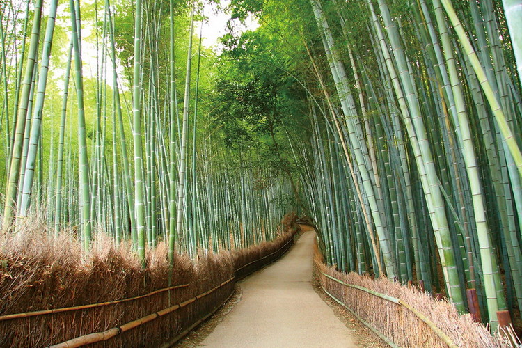 Lasitaulu Bamboo Forest - Path