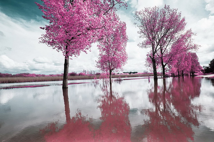 Lasitaulu Pink World - Blossom Tree 2