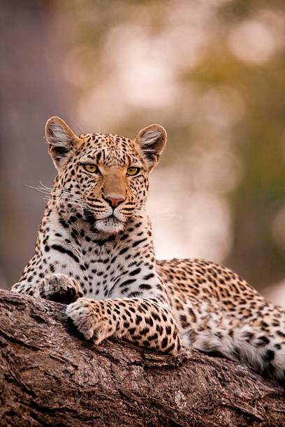 Μπλουζάκι Leopard, Chobe National Park, Botswana