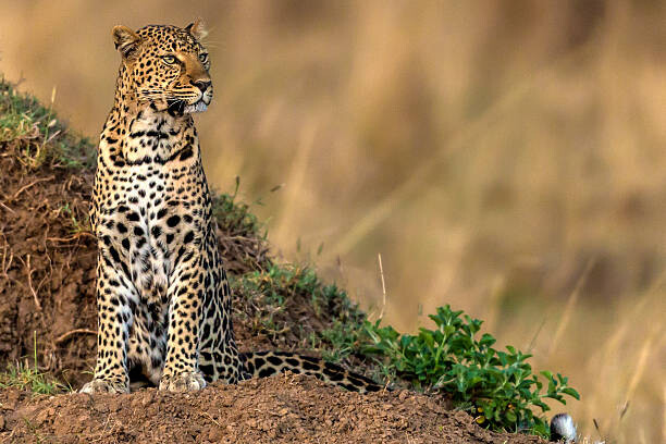 Μπλουζάκι Leopard scanning the area