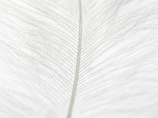 Bilde på lerret Abstract background of white feather close up.