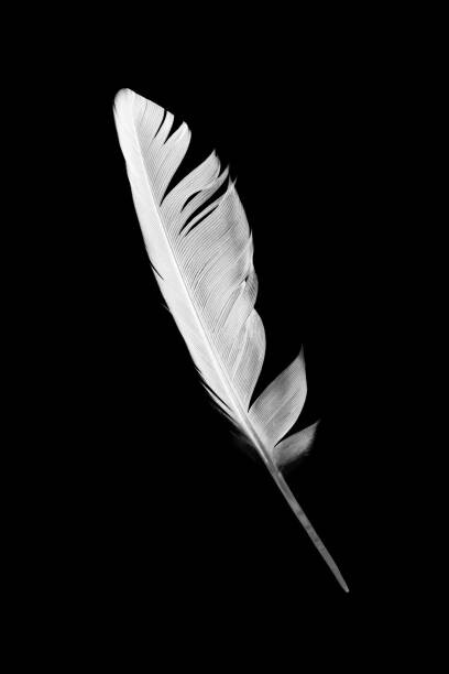 Bilde på lerret Beautiful white feather isolated on black