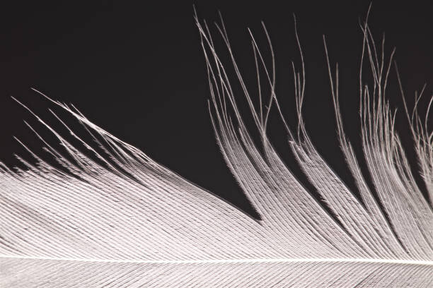 Bilde på lerret Bird Feather Close Up