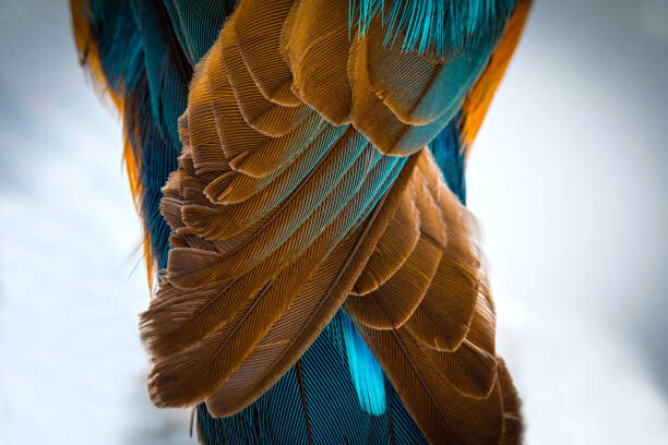 Bilde på lerret Kingfisher Wing Detail Background Structure Feather