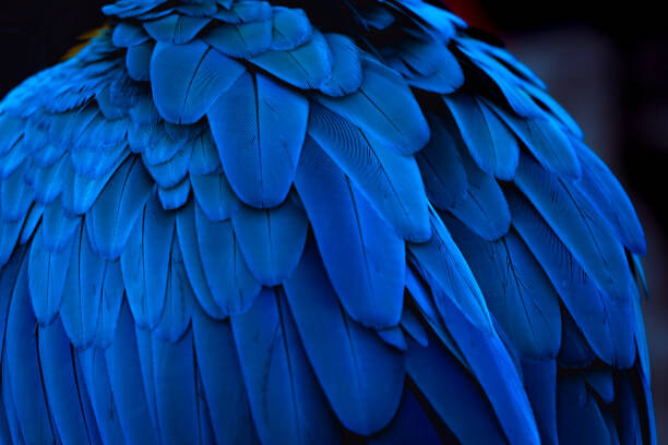 Bilde på lerret The blue feathers and beautiful luster
