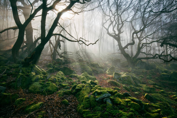 Μπλουζάκι Light hinging through trees/.