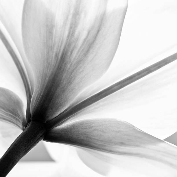 Αυτοκόλλητο lily flower
