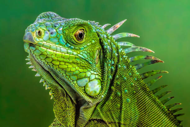 Тениска Lizard 3