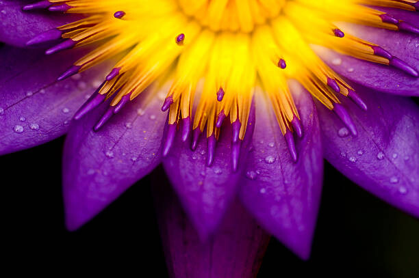 Μπλουζάκι lotus for conceptual purpose