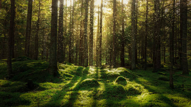 Αυτοκόλλητο Magical fairytale forest.