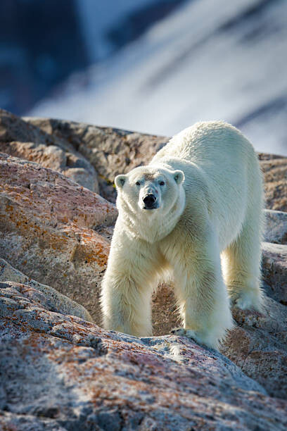 Μπλουζάκι Male Polar Bear