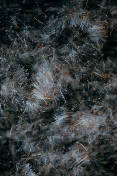 Taide valokuvaus Abstract texture of dandeleon baldes