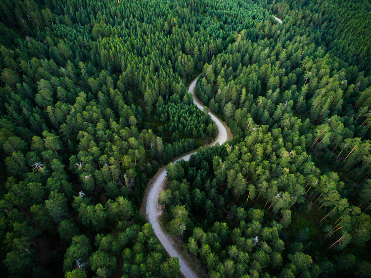 Taide valokuvaus Aerial road crossing the forest