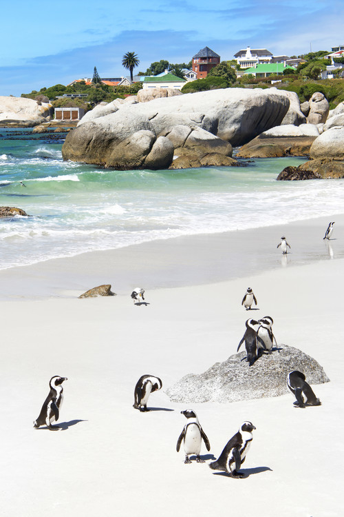 Canvas Print African Penguins at Boulders Beach
