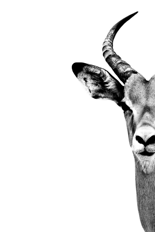Art Photography Antelope Face White Edition