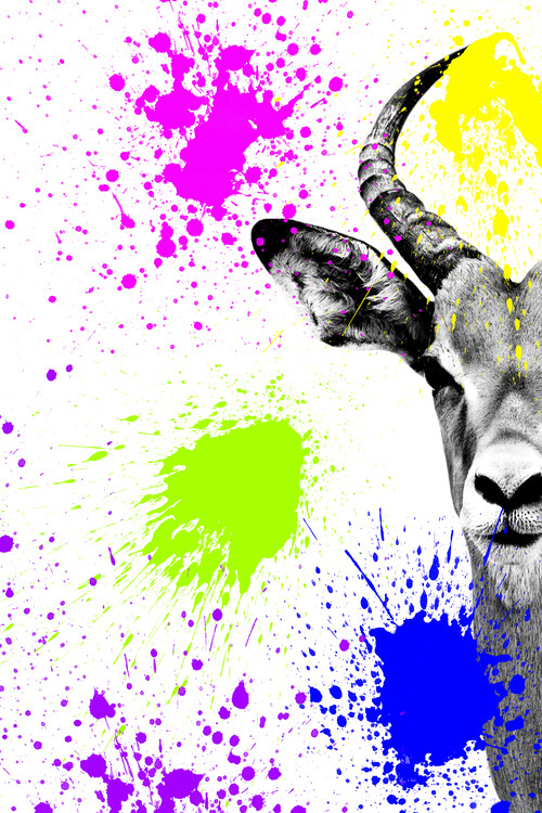 Art Photography Antelope Impala Portrait