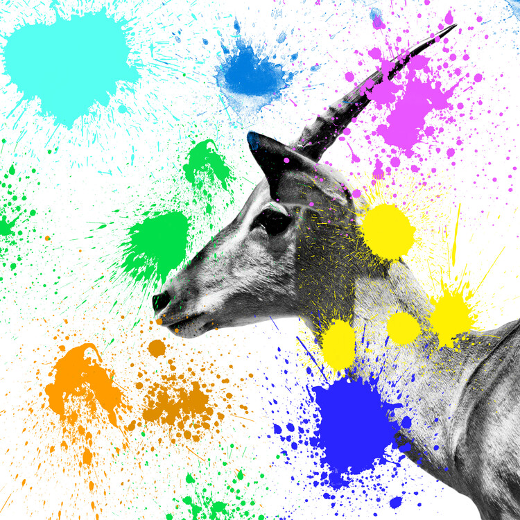 Taide valokuvaus Antelope IV